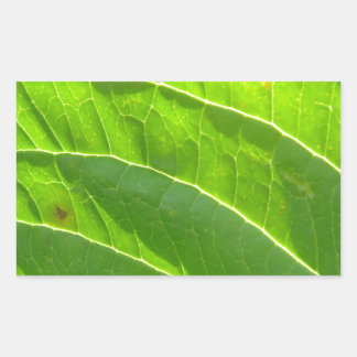 Grünes Blatt, hübsche Blattrippen Rectangular Sticker