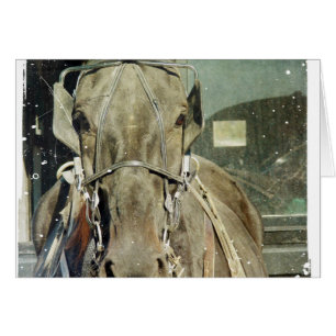 Grunge Amish Buggy Horse