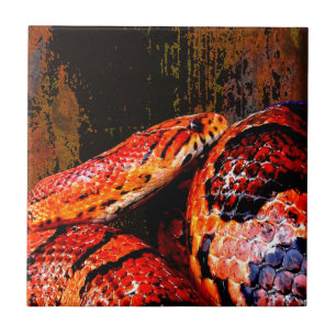 Grunge Corn Snake Coiled Tile