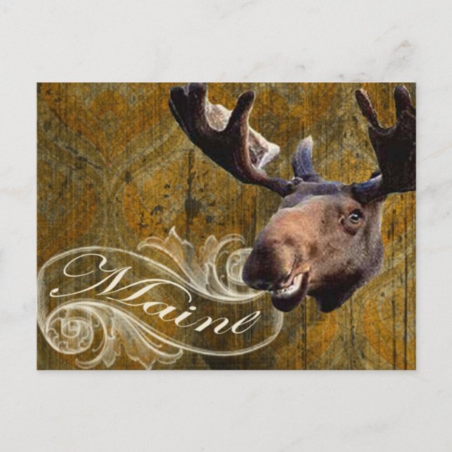 Grunge moose postcard (Front)