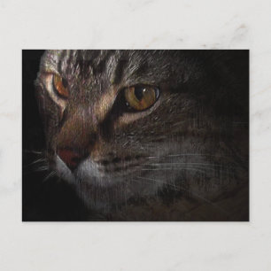 Grunge Tabby Cat Face in Shadow Postcard