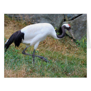 Grus japonensis
