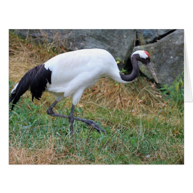 Grus japonensis (Front Horizontal)