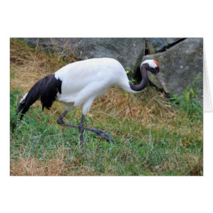 Grus japonensis