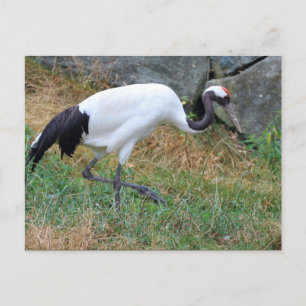 Grus japonensis postcard
