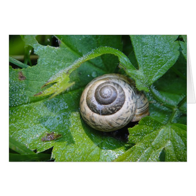 Grusskarte hübsche Schnecke, blanko, gestaltbar (Front Horizontal)