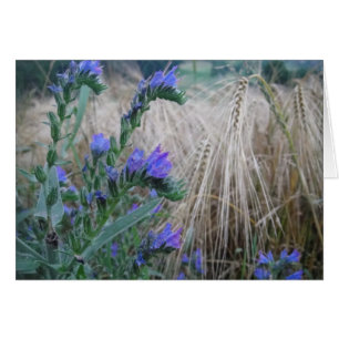 Grusskarte Kornblumen: have a wonderful day