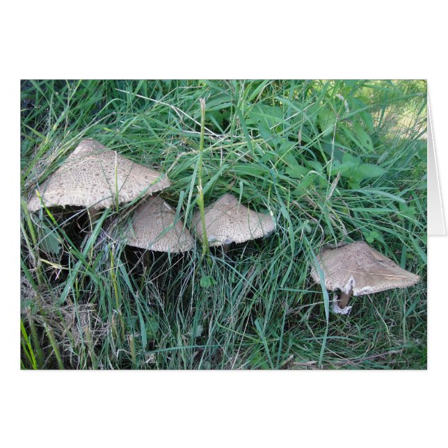 Grusskarte vier Pilzhüte, blanko (Front Horizontal)