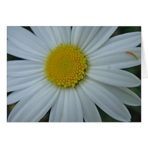Grusskarte weisse Margerite, blanko