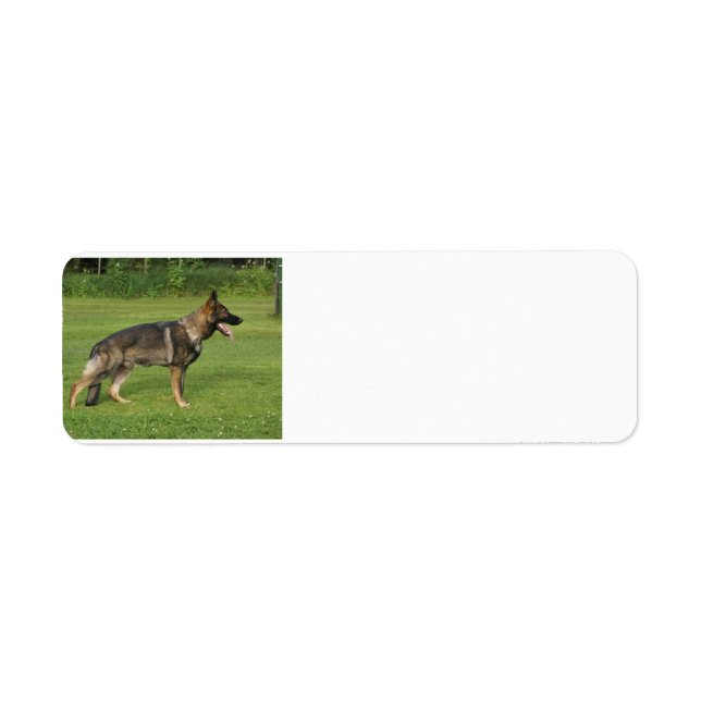 gsd full sable (Front)