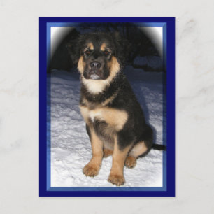 GSD Mix postcards