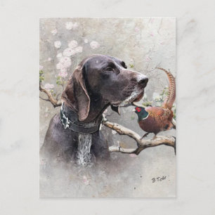 GSP Hunting Art – Precision, Passion, and Pheasant Postcard