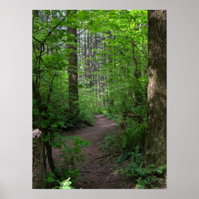GT forest walk spring 3 Poster (Front)