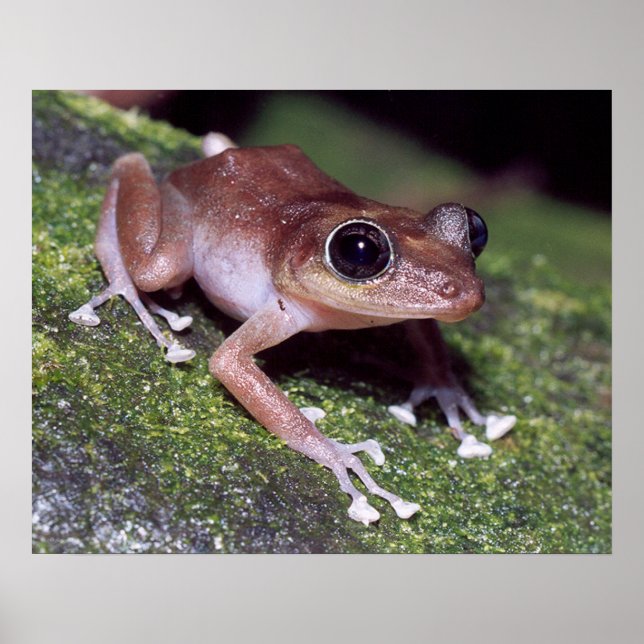 Guajon Poster (Front)