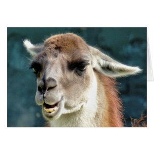 GUANACO