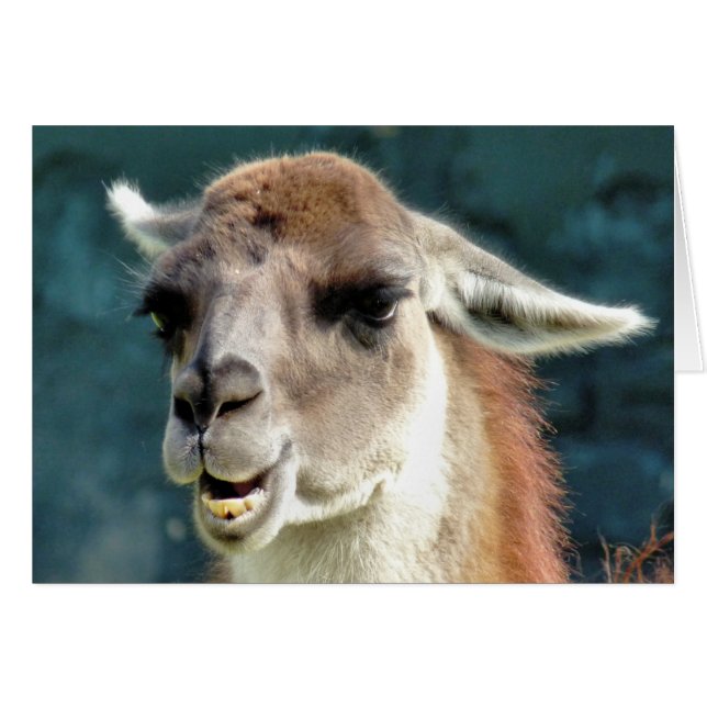 GUANACO (Front Horizontal)