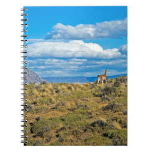 Guanaco Country, Patagonia Notebook