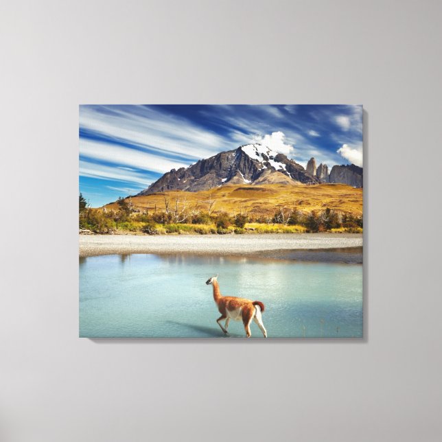 Guanaco crossing the river in Torres del Paine Canvas Print (Front)