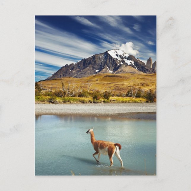 Guanaco crossing the river in Torres del Paine Postcard (Front)