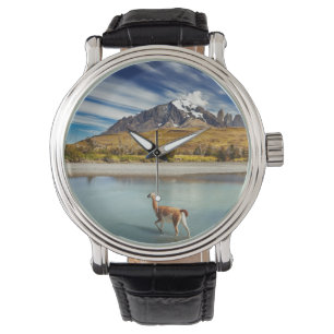 Guanaco crossing the river in Torres del Paine Watch