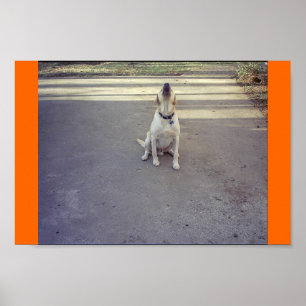 Guard Dog Poster