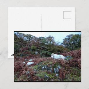 Guardians of the Glen Postcard