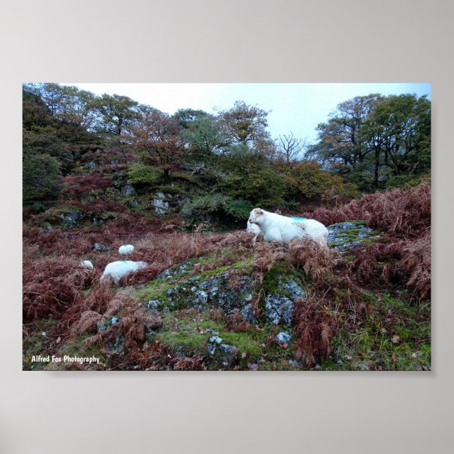 Guardians of the Glen Poster (Front)