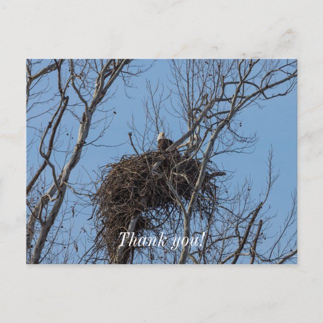 Guarding Eagle Thank You Postcard (Front)