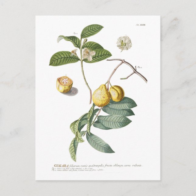 Guava Postcard (Front)