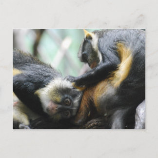 Guenon Monkeys Postcard