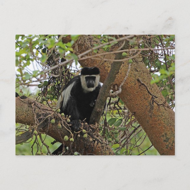 Guereza Postcard (Front)