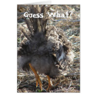 Guess What? Chicken Butt