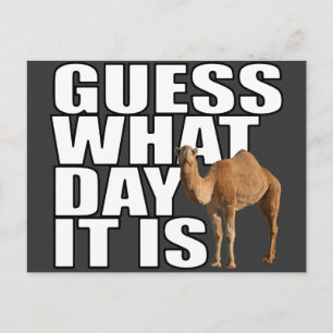 Guess What Day It Is Hump Day Camel Postcard