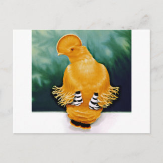 Guianan Cock-of-the-rock Postcard