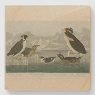 Guillemot and Auks from Audubon's Birds of America Stone Coaster