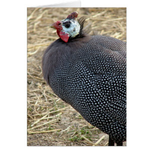 Guinea