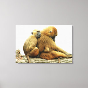 Guinea Baboons Canvas Print