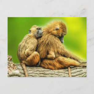 Guinea Baboons Postcard
