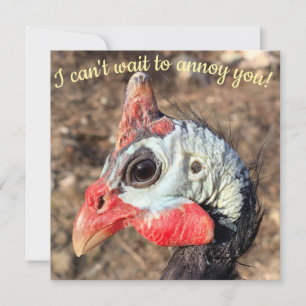 Guinea Fowl