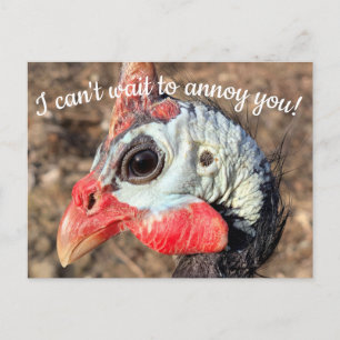 Guinea Fowl Post Card