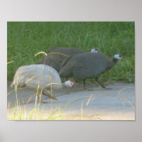 Guinea Fowl