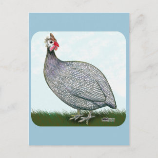 Guinea Lavender On Watch Postcard