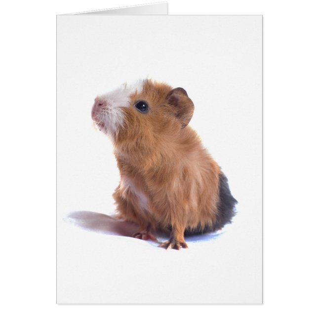 guinea pig (Front)