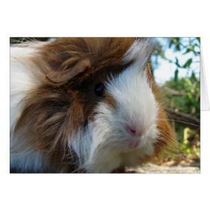 Guinea Pig