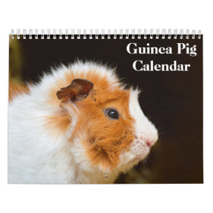 Guinea Pig 2026 Calendar