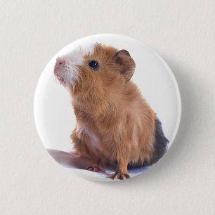 guinea pig 6 cm round badge