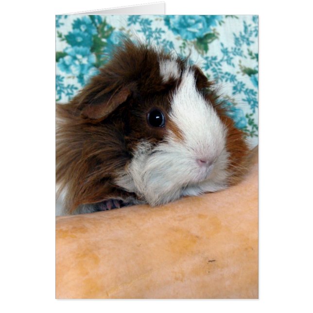 Guinea Pig and Butternut Squash (Front)