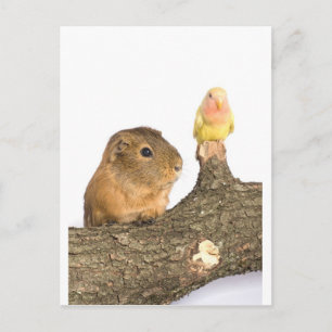 guinea pig and yellow bird postcard