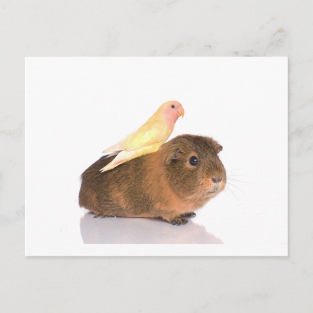guinea pig and yellow bird postcard (Front)