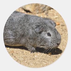 Guinea pig animal walking on sand classic round sticker